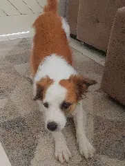 Família pagará R$ 1.000,00 a quem achar a Bebel